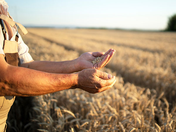Farmers Hands in a Wheat Crop